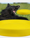 Pet Dogs Throwing Plastic Toys